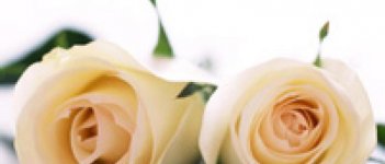 Cari Tau Lebih Banyak Tentang Daerah Kewanitaanmu yuk!