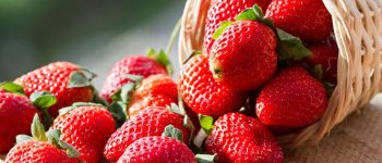 Nutrisi Tepat Bikin Semangat