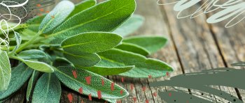 8 Manfaat Daun Sage yang Belum Kamu Tahu