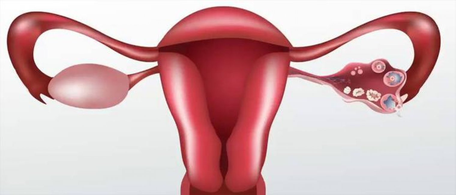 Organ Reproduksi Itu Apa Aja ya?