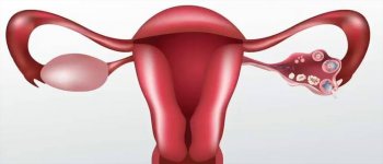 Organ Reproduksi Itu Apa Aja ya?