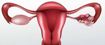 Organ Reproduksi Itu Apa Aja ya?