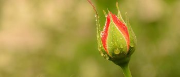 Kenapa Selalu Lembap dan Basah?