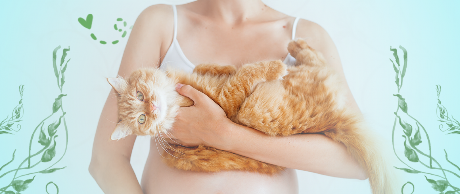 Boleh Nggak sih, Pelihara Kucing Saat Hamil?
