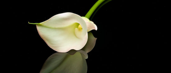 Fakta Unik Tentang Miss V