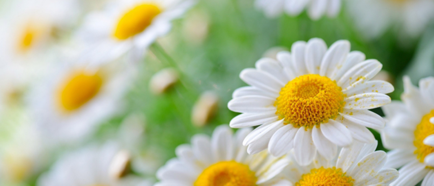 Hati-hati Sama “Si Putih”