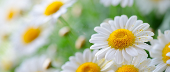 Hati-hati Sama “Si Putih”