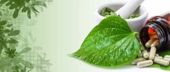 Ketahui Manfaat Daun Sirih pada Pembalut