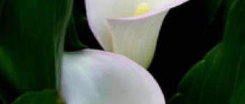 Awas Rugi Kena Infeksi Ragi!